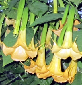 kg15_2